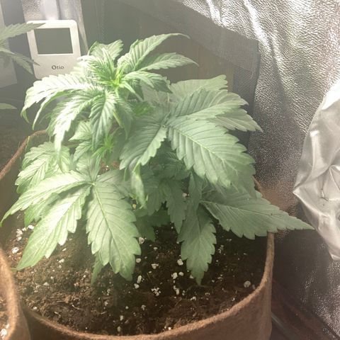 Amnesia 2 growlog timeline photo
