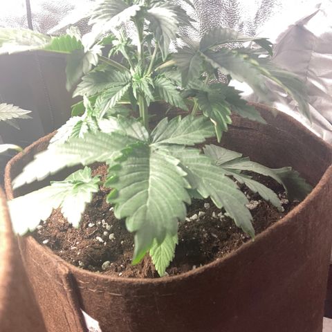 Amnesia 2 growlog timeline photo