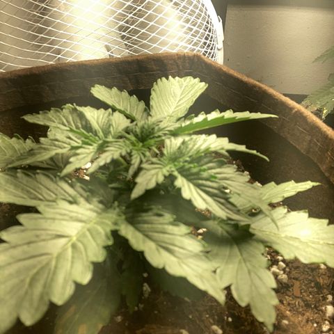 Bruce banner auto  growlog timeline photo