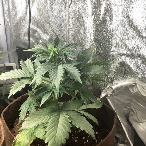 Amnesia 2 growlog timeline photo