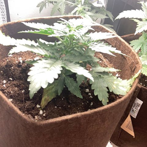 Bruce banner auto  growlog timeline photo