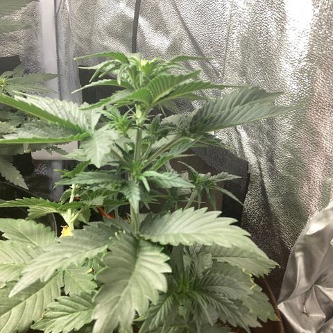 Amnesia 2 growlog timeline photo