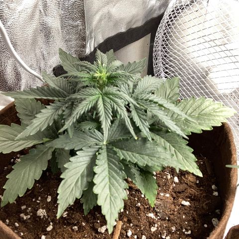 Bruce banner auto  growlog timeline photo
