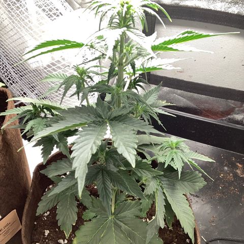 Amnesia 2 growlog timeline photo
