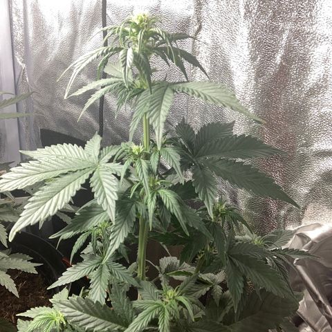 Amnesia 2 growlog timeline photo