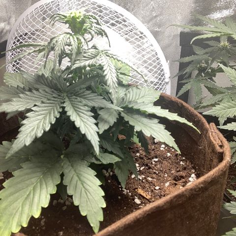 Bruce banner auto  growlog timeline photo