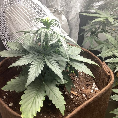 Bruce banner auto  growlog timeline photo
