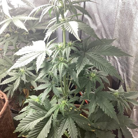 Amnesia 2 growlog timeline photo
