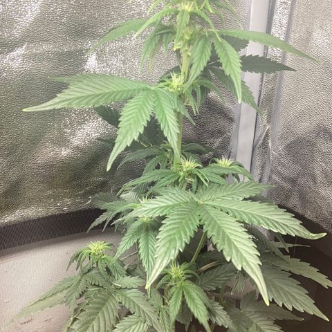 Amnesia 2 growlog timeline photo
