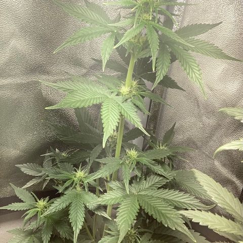 Amnesia 2 growlog timeline photo