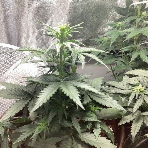Bruce banner auto  growlog timeline photo
