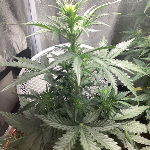 Bruce banner auto  growlog timeline photo