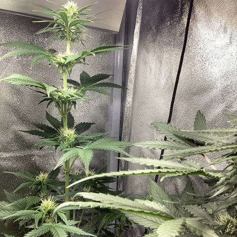 Amnesia 2 growlog timeline photo