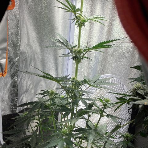 Bruce banner auto  growlog timeline photo