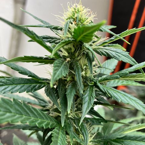 Amnesia 2 growlog timeline photo