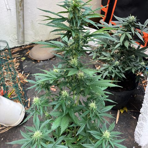 Amnesia 2 growlog timeline photo