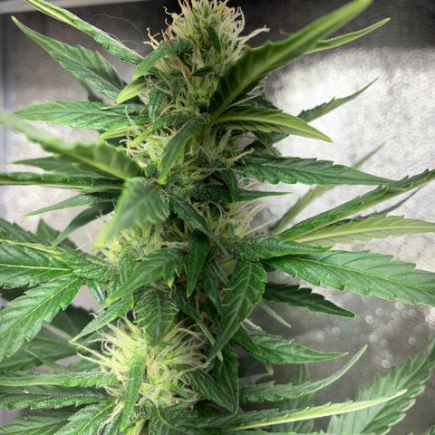 Amnesia 2 growlog timeline photo