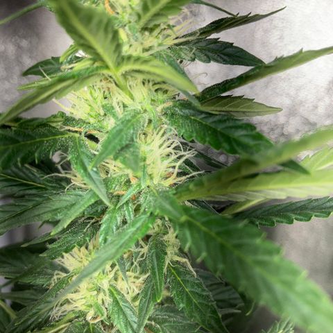 Amnesia 2 growlog timeline photo