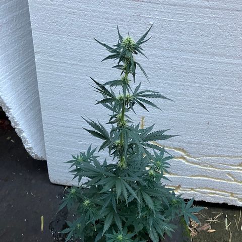Bruce banner auto  growlog timeline photo