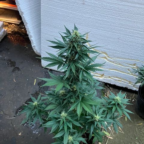 Amnesia 2 growlog timeline photo