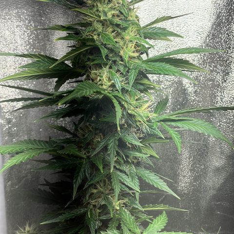 Amnesia 2 growlog timeline photo