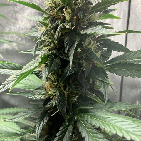 Amnesia 2 growlog timeline photo