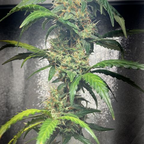Bruce banner auto  growlog timeline photo