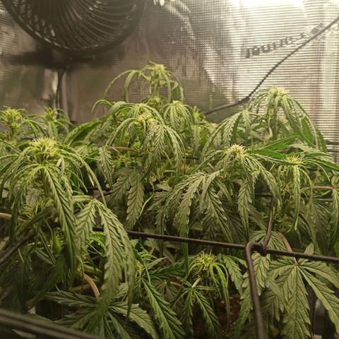 Watermelon Candy Automatic #1 growlog timeline photo