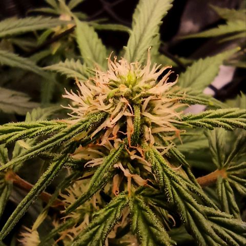 Watermelon Candy Automatic #1 growlog timeline photo