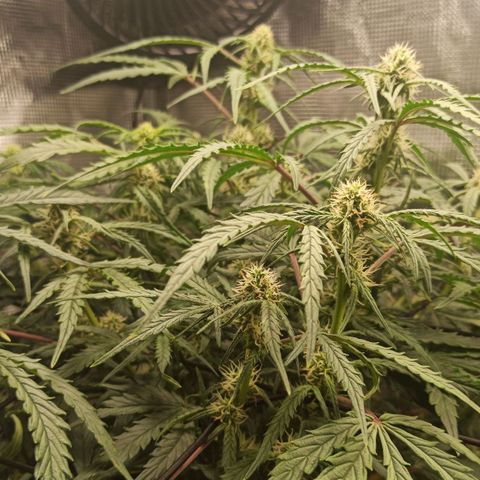 Watermelon Candy Automatic #1 growlog timeline photo