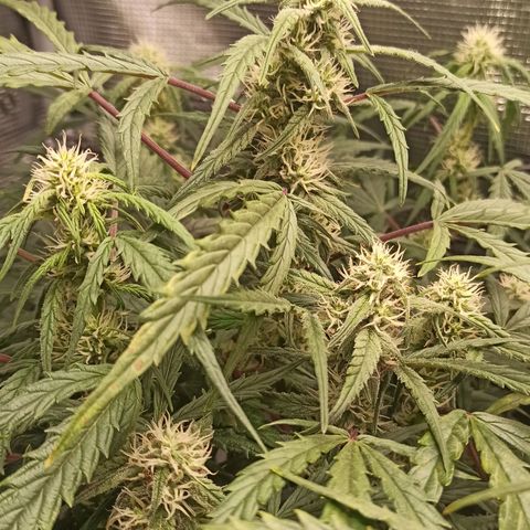 Watermelon Candy Automatic #1 growlog timeline photo