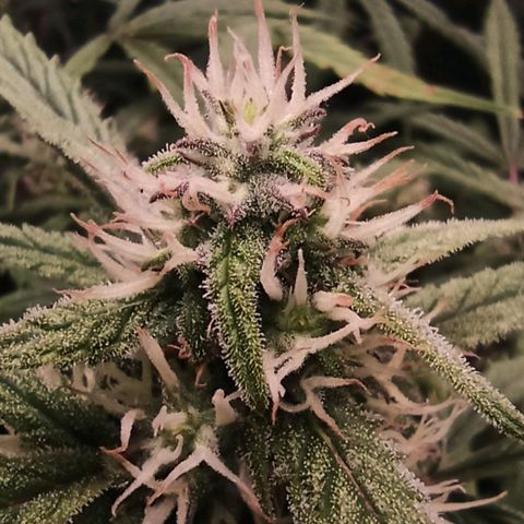 Watermelon Candy Automatic #1 growlog photo: Extremer Geruch!
