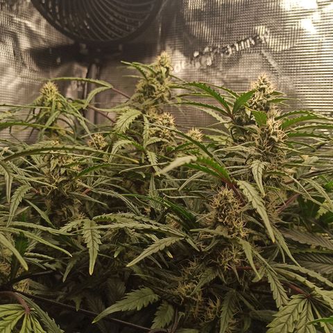 Watermelon Candy Automatic #1 growlog timeline photo