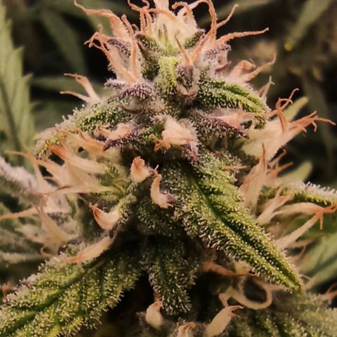 Watermelon Candy Automatic #1 growlog timeline photo