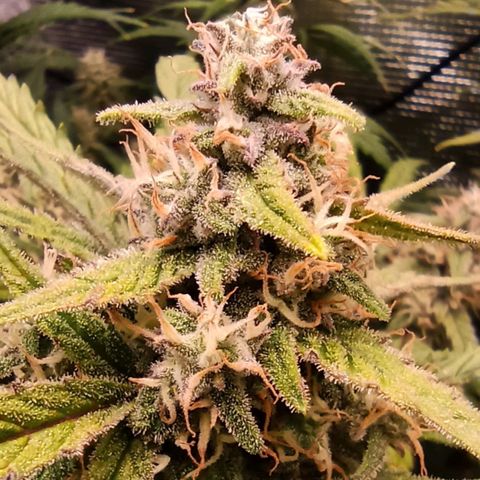 Watermelon Candy Automatic #1 growlog timeline photo