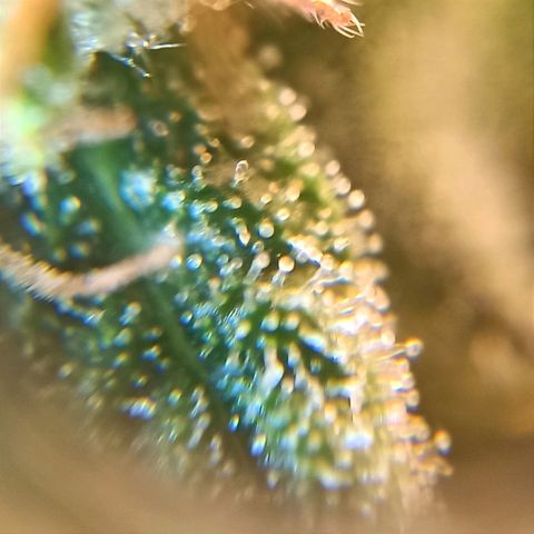 Watermelon Candy Automatic #1 growlog timeline photo