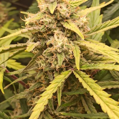 Watermelon Candy Automatic #1 growlog photo: Geruch: Zitrone, Melone, Erde