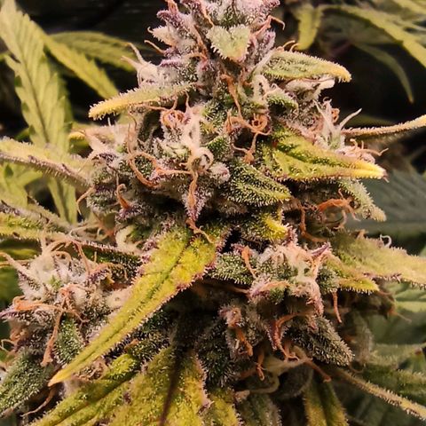 Watermelon Candy Automatic #1 growlog timeline photo