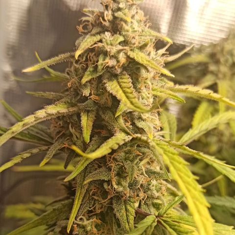 Watermelon Candy Automatic #1 growlog timeline photo
