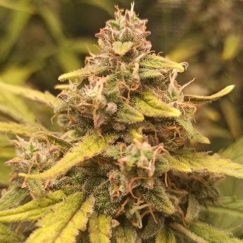 Watermelon Candy Automatic #1 growlog timeline photo