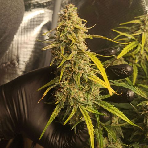 Watermelon Candy Automatic #1 growlog timeline photo