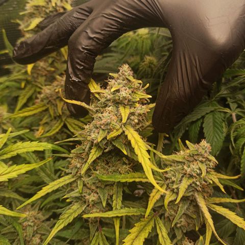 Watermelon Candy Automatic #1 growlog timeline photo