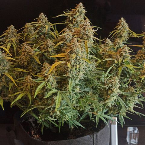 Watermelon Candy Automatic #1 growlog timeline photo