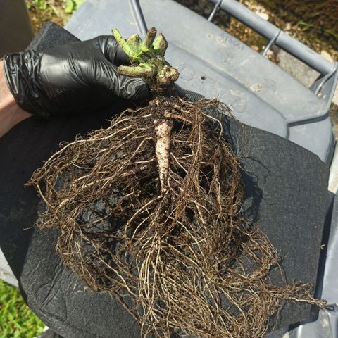 Watermelon Candy Automatic #1 growlog timeline photo