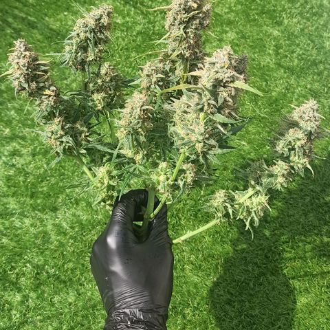 Watermelon Candy Automatic #1 growlog timeline photo
