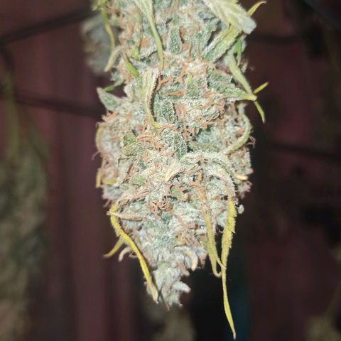 Watermelon Candy Automatic #1 growlog timeline photo