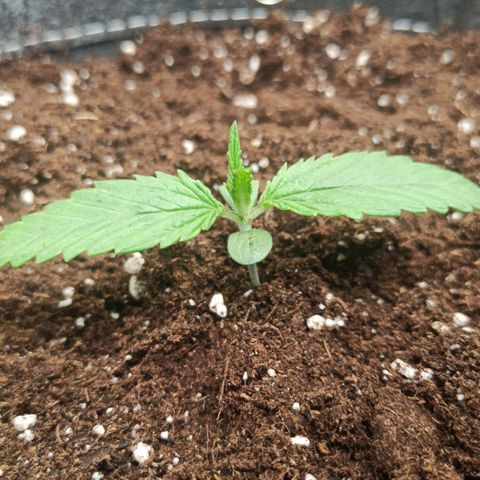 Blackberry Auto growlog timeline photo