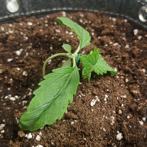 Blackberry Auto growlog timeline photo