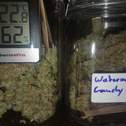 Watermelon Candy Automatic #1 growlog timeline photo