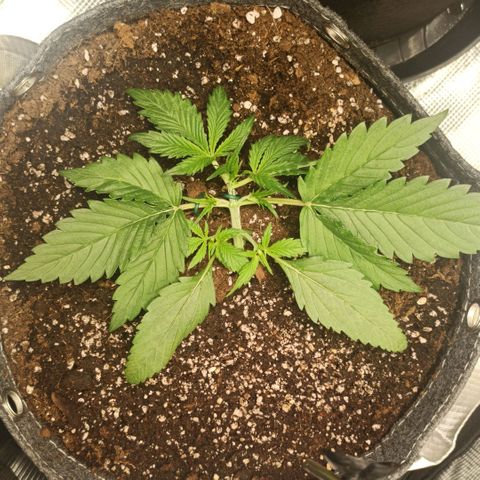 Blackberry Auto growlog timeline photo